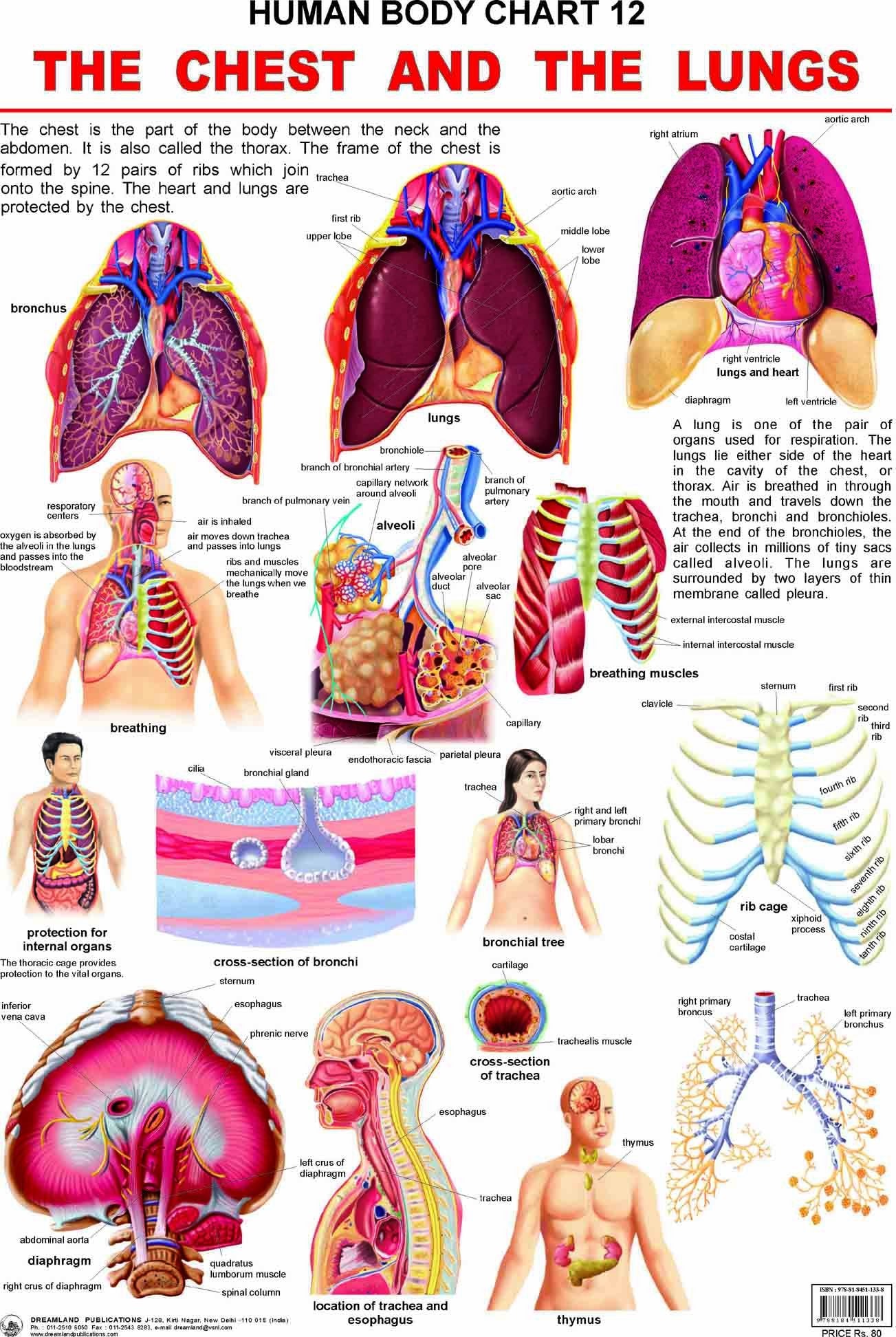The Chest & the Lungs Laminated Educational Wall Chart | Kids Learning Poster | Colourful Illustrations, BothSide Laminated, Te