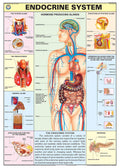 Hp11S | Teachingnest | Endocrine System Chart 70X100 Cm | English | Human Physiology Chart | Synthetic | Wall Sticking [Wall Cha
