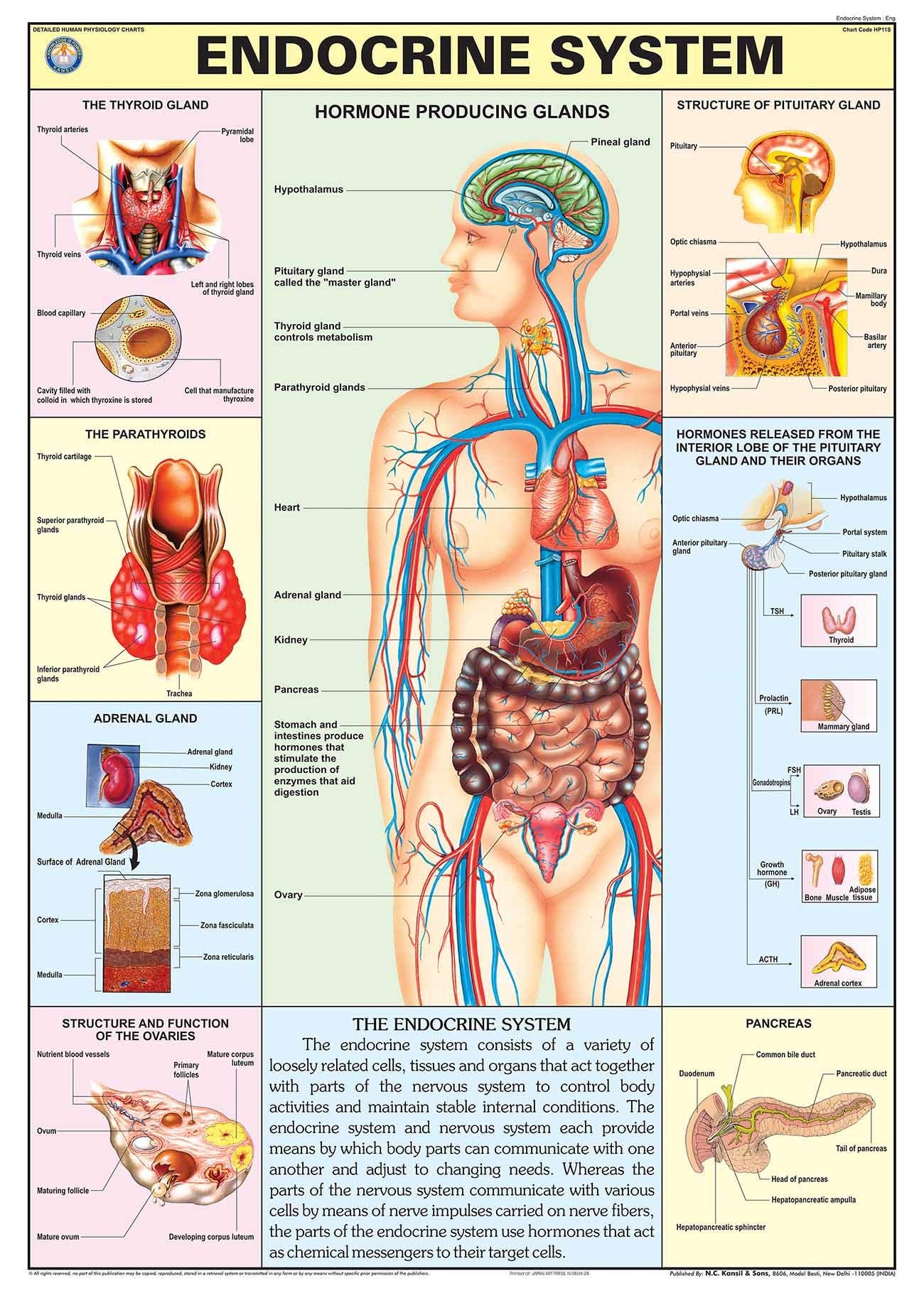 Hp11S | Teachingnest | Endocrine System Chart 70X100 Cm | English | Human Physiology Chart | Synthetic | Wall Sticking [Wall Cha