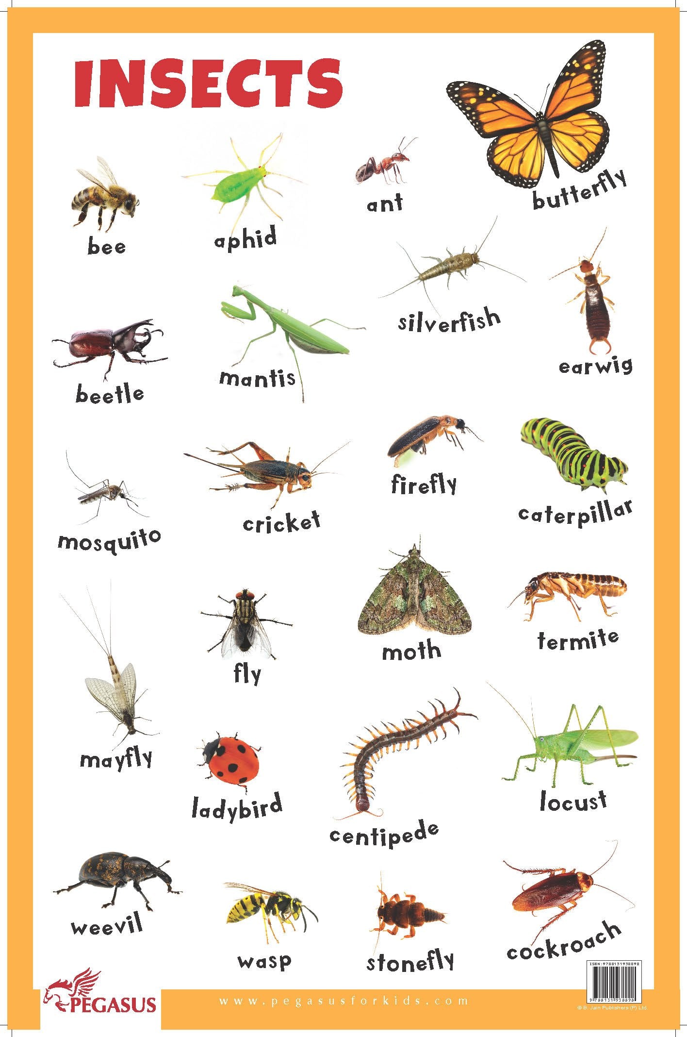 Insects  Thick Laminated Primary Chart