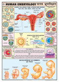 Hpm14 | Teachingnest | Human Embryology Chart 70X100 Cm | English & Hindi Combined | Human Physiology Chart | Laminated | Wall S