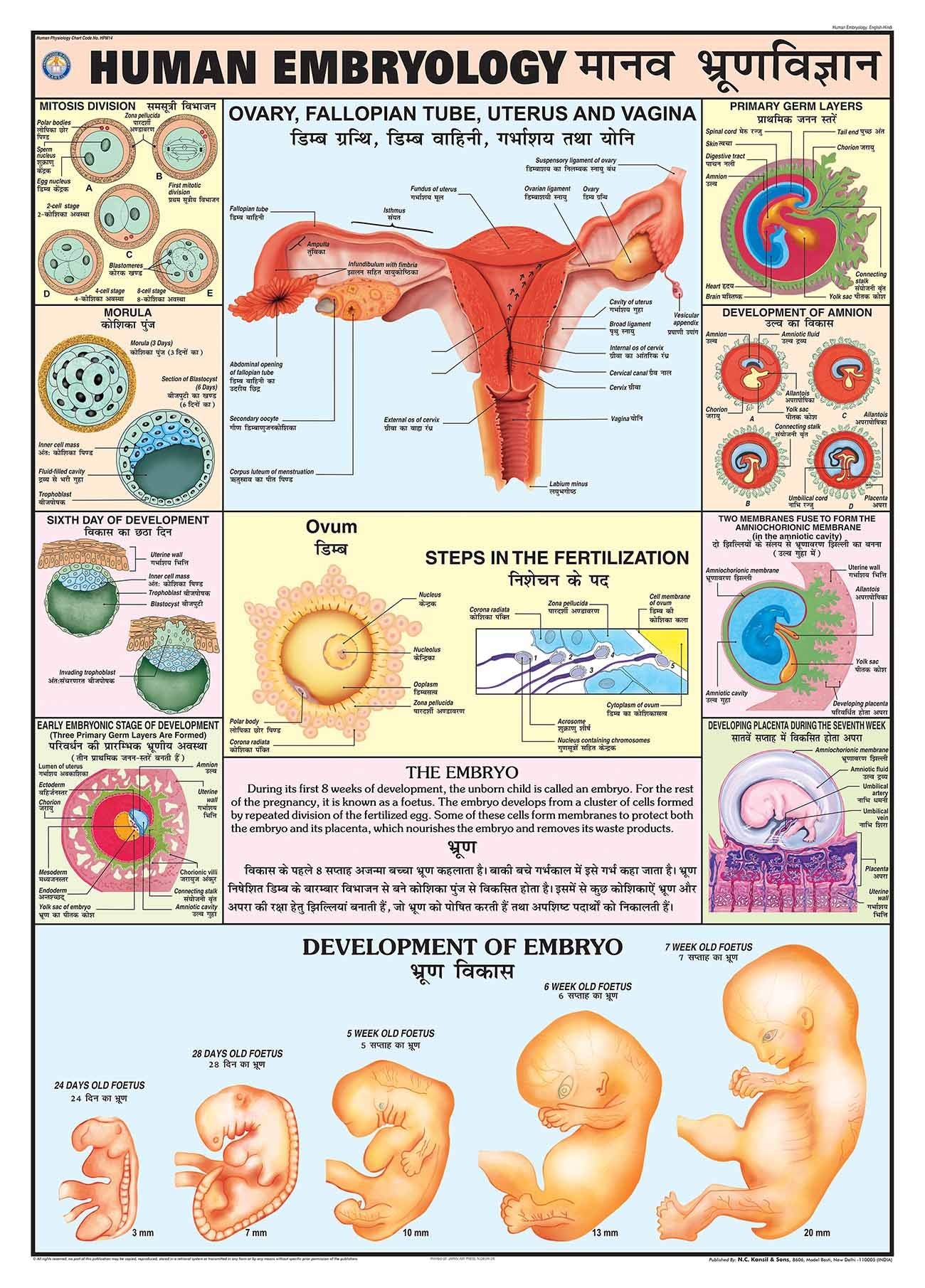 Hpm14 | Teachingnest | Human Embryology Chart 70X100 Cm | English & Hindi Combined | Human Physiology Chart | Laminated | Wall S