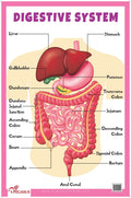 Digestive System  Thick Laminated Primary Chart