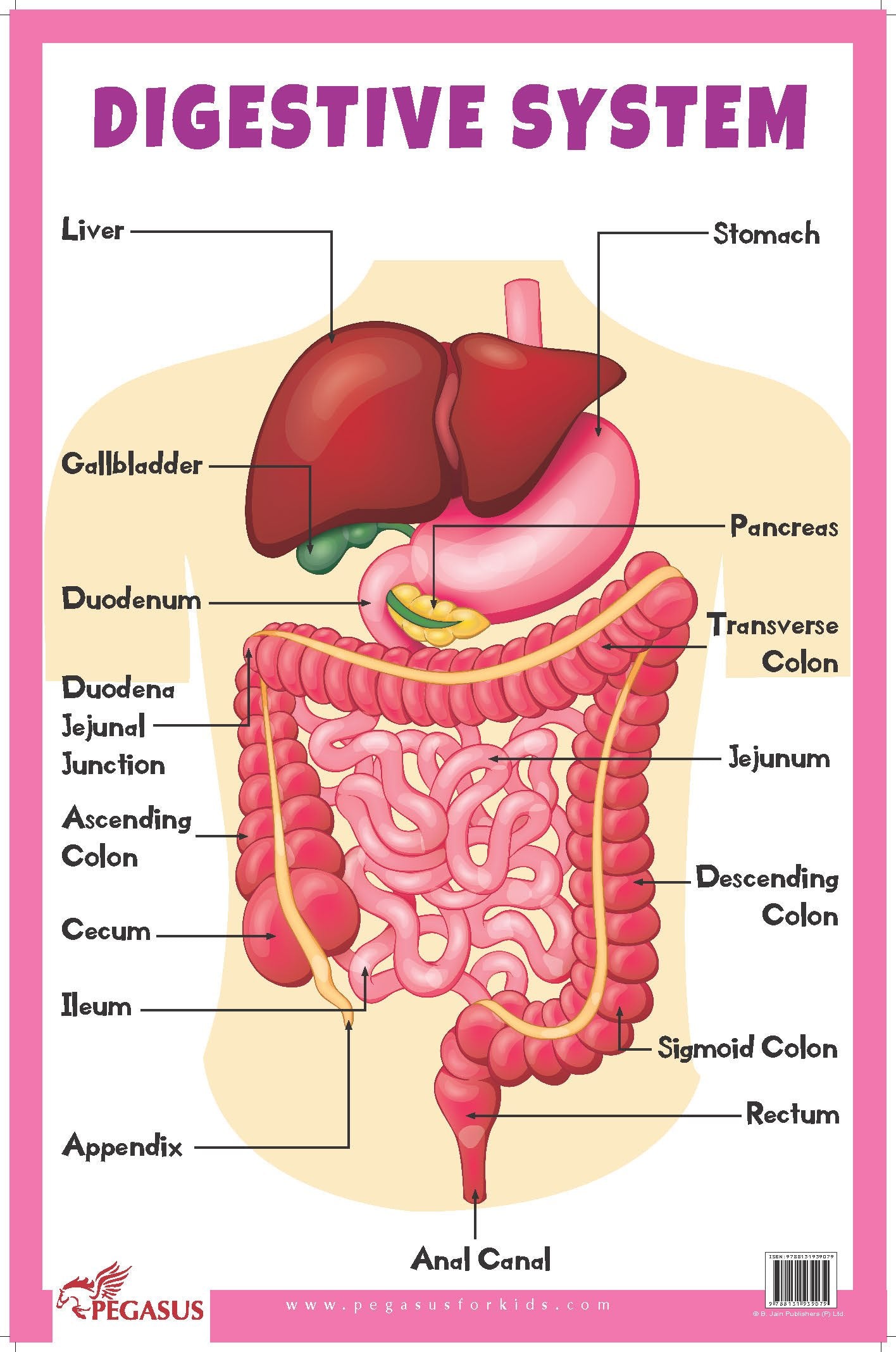 Digestive System  Thick Laminated Primary Chart