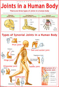 Joints In a Human Body Chart