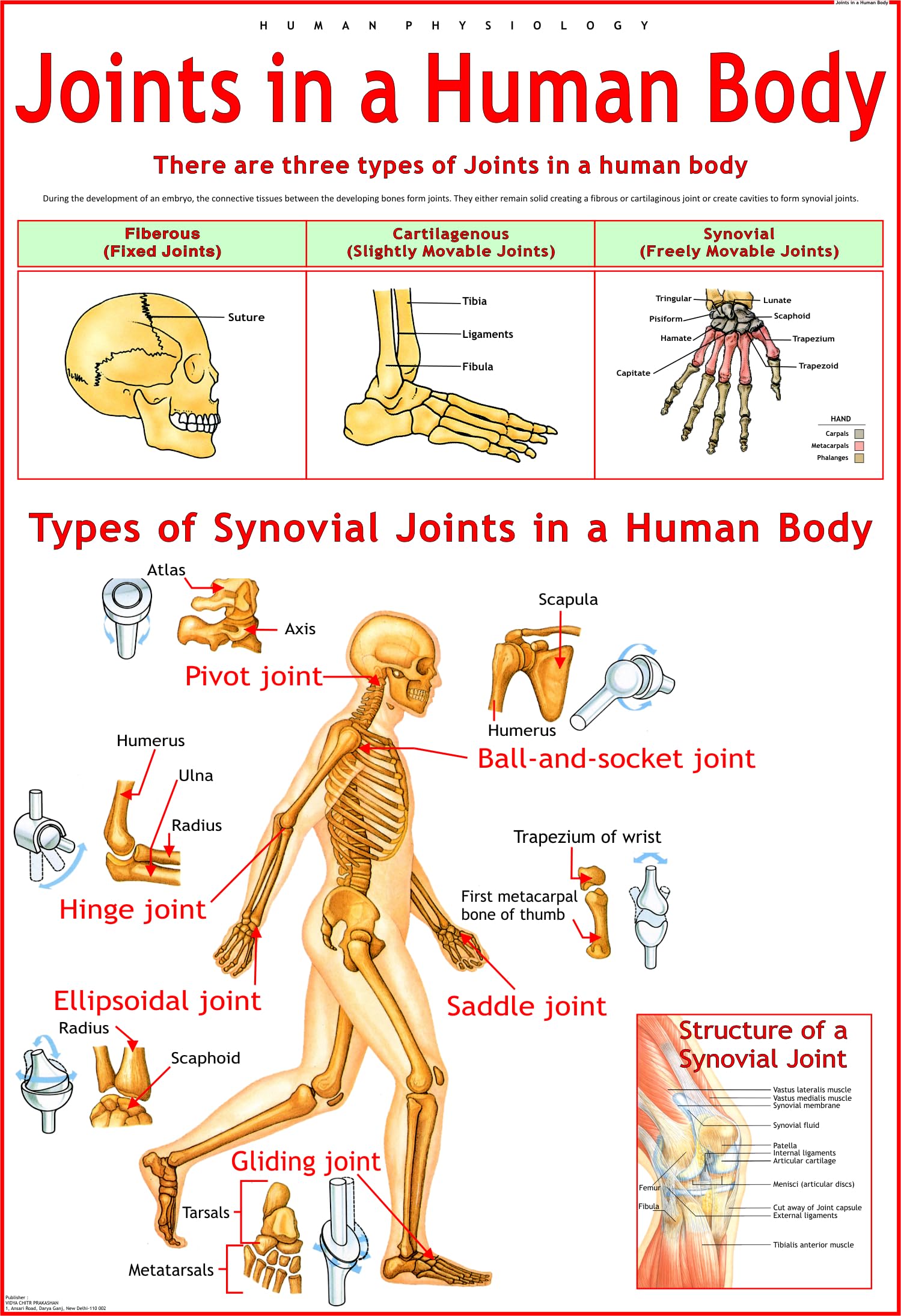 Joints In a Human Body Chart