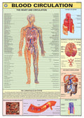 Hp03S | Teachingnest | Blood Circulation Chart 70X100 Cm | English | Human Physiology Chart | Synthetic | Wall Sticking [Wall Ch