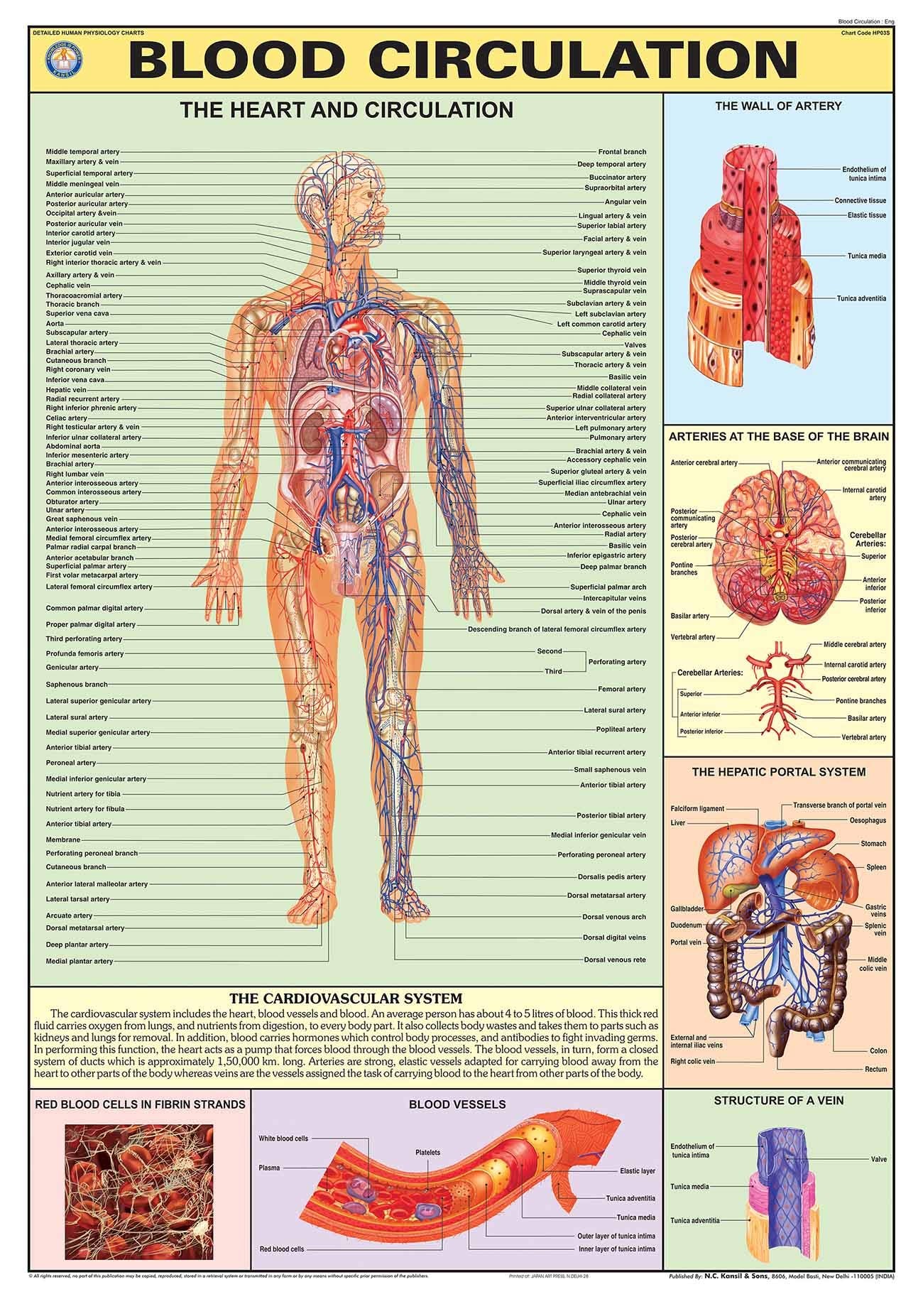 Hp03S | Teachingnest | Blood Circulation Chart 70X100 Cm | English | Human Physiology Chart | Synthetic | Wall Sticking [Wall Ch