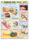 Hpm07 | Teachingnest | Human Ear Chart | 70 X 100 Cm | Laminated | Hindi And English Combined | Human Physiology Charts [Wall Ch