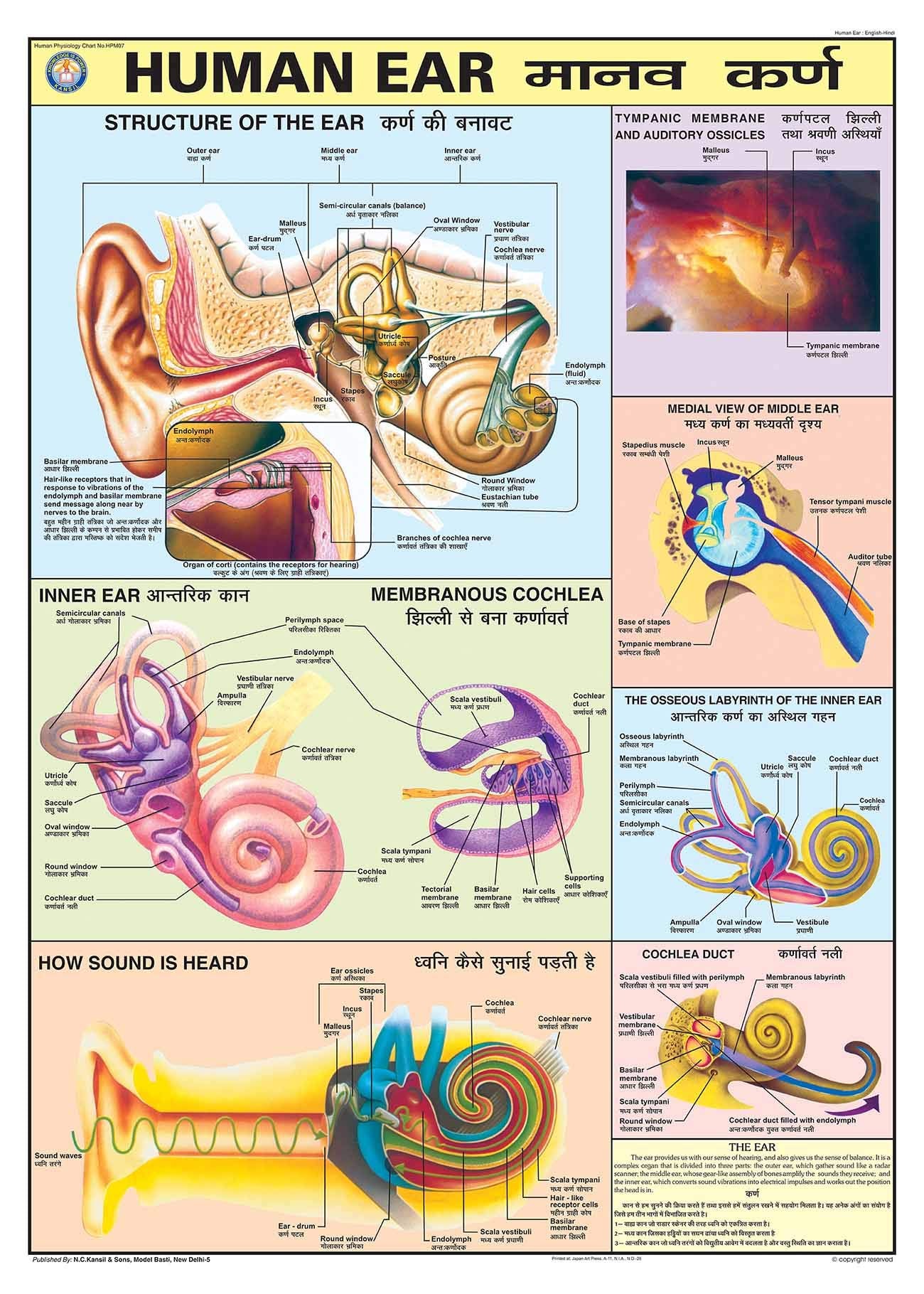 Hpm07 | Teachingnest | Human Ear Chart | 70 X 100 Cm | Laminated | Hindi And English Combined | Human Physiology Charts [Wall Ch