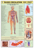 Hpm03 | Teachingnest | Blood Circulation Chart 70X100 Cm | English & Hindi Combined | Human Physiology Chart | Laminated | Wall 