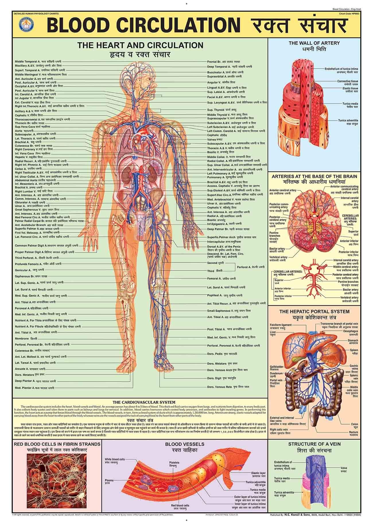 Hpm03 | Teachingnest | Blood Circulation Chart 70X100 Cm | English & Hindi Combined | Human Physiology Chart | Laminated | Wall 
