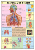 Hp09S | Teachingnest | The Respiratory System Chart 70X100 Cm | English | Human Physiology Chart | Synthetic | Wall Sticking [Wa