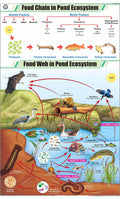 Stg39 | Teachingnest | Food Chain In Pond Ecosystem Chart (58X90 Cm) | English | General Science Charts | With Rollers [Wall Cha
