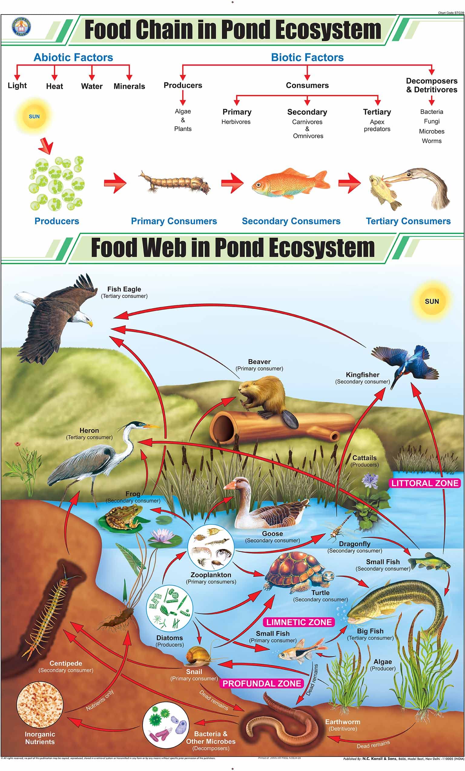 Stg39 | Teachingnest | Food Chain In Pond Ecosystem Chart (58X90 Cm) | English | General Science Charts | With Rollers [Wall Cha