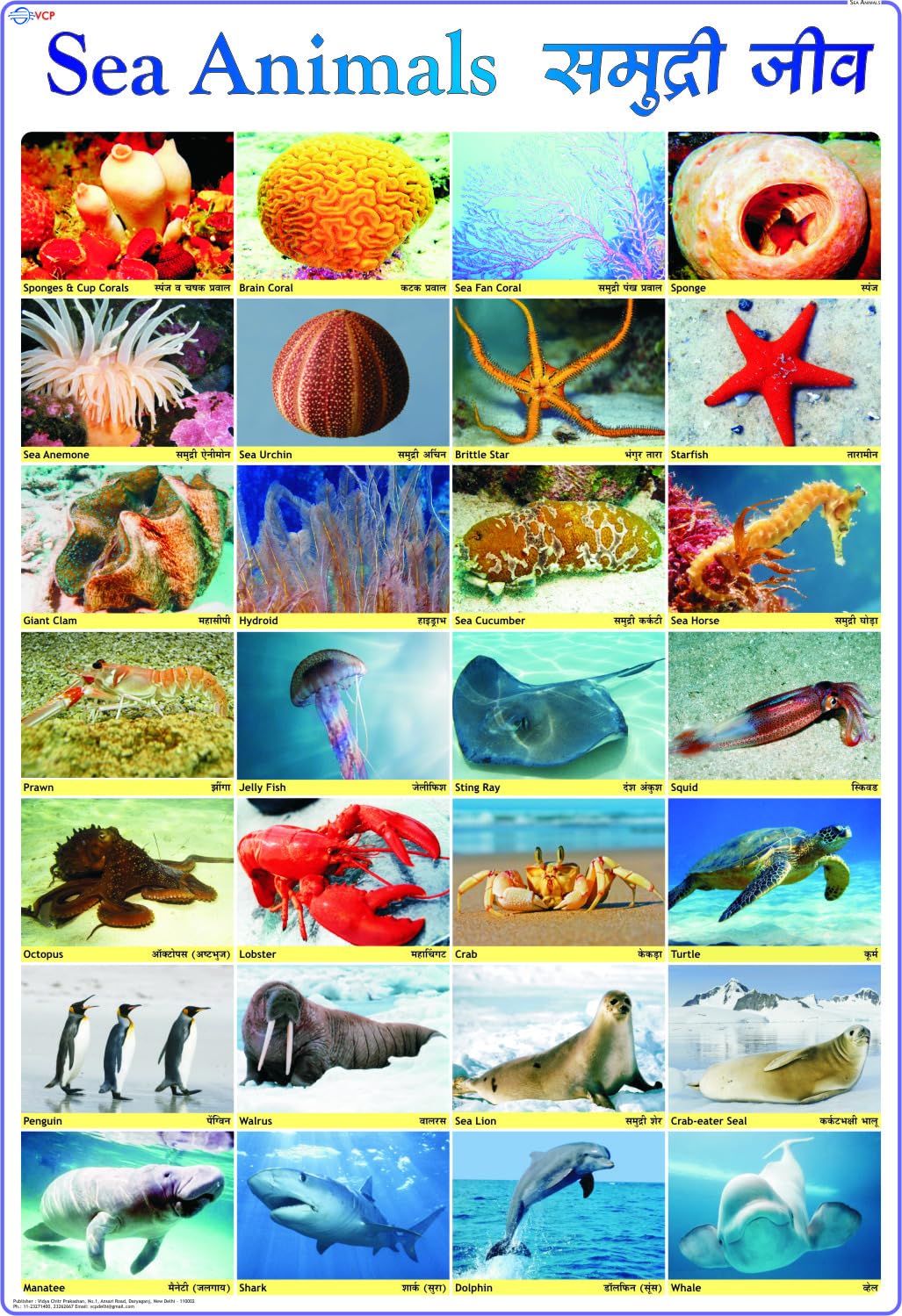 Sea Animals Chart for Kids | 70 x 100 cm | Laminated