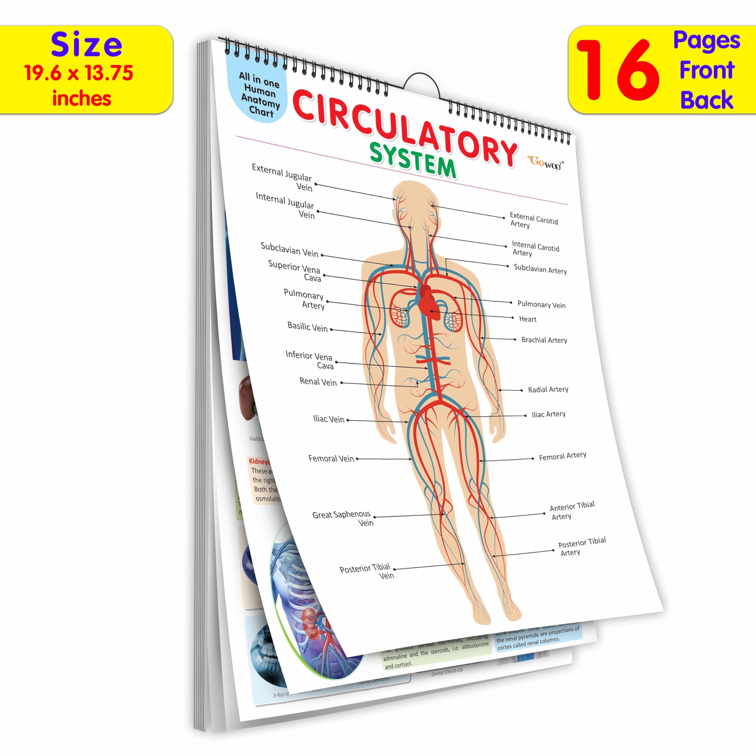 All in one Human Anatomy Chart : interactive anatomy chart for kids, child education anatomy chart, 16 in one spiral chart, edu