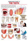 Teeth Laminated Educational Wall Chart | Kids Learning Poster | Colourful Illustrations, BothSide Laminated, TearResistant | S