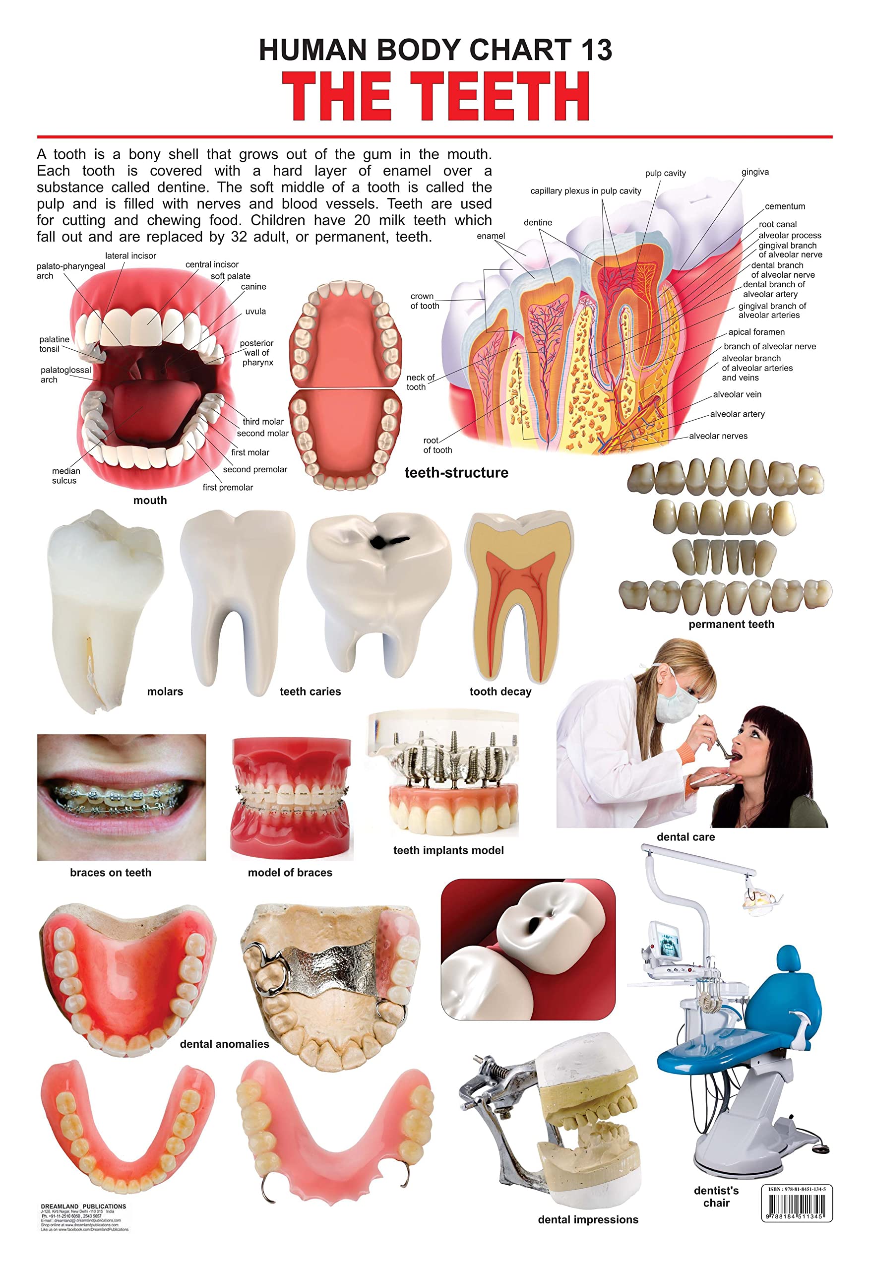 Teeth Laminated Educational Wall Chart | Kids Learning Poster | Colourful Illustrations, BothSide Laminated, TearResistant | S
