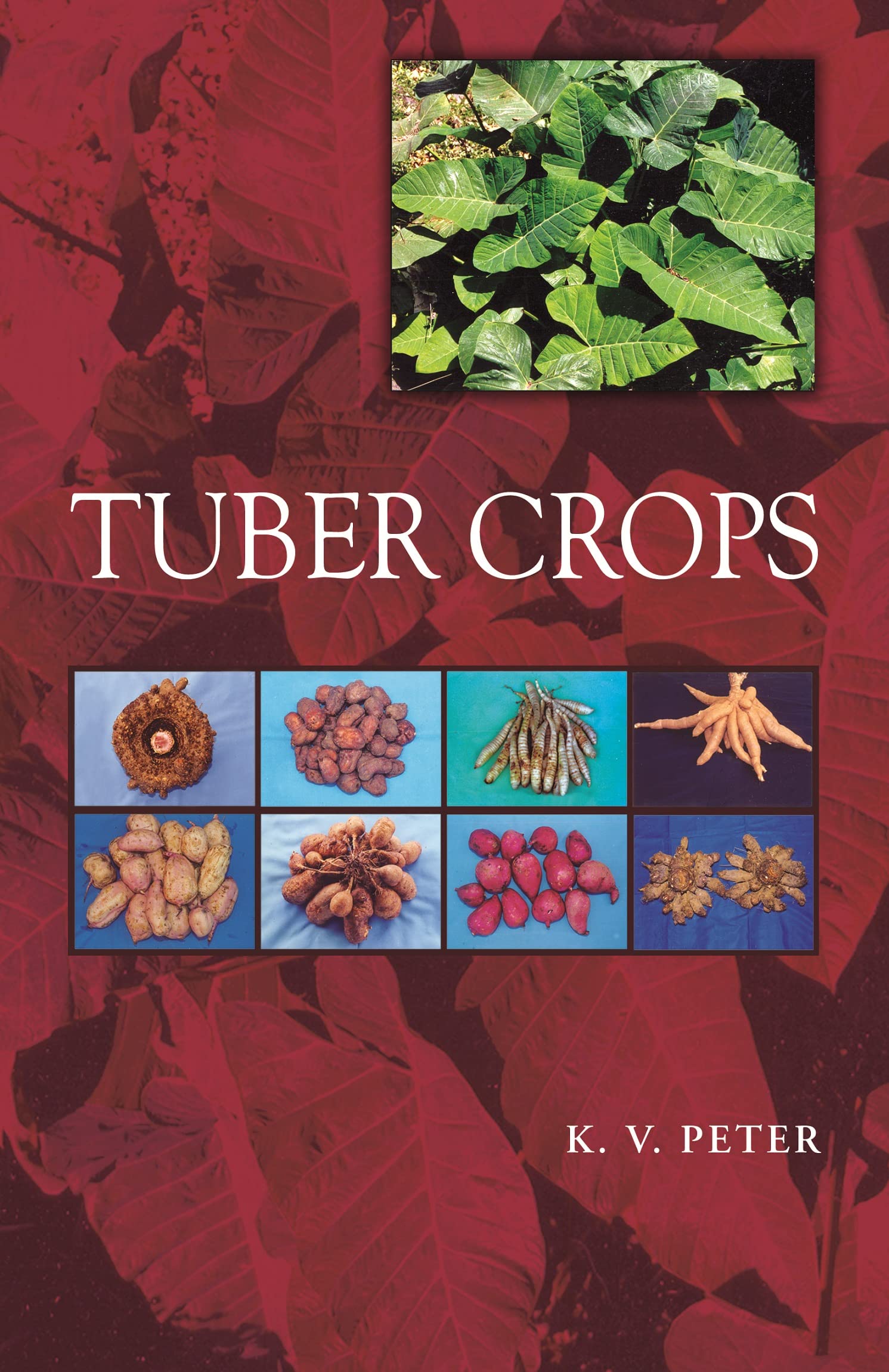 Tuber Crops