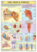 Hp22S | Teachingnest | Ear, Nose, Throat Chart 70X100 Cm | English | Human Physiology Chart | Synthetic | Wall Sticking [Wall Ch