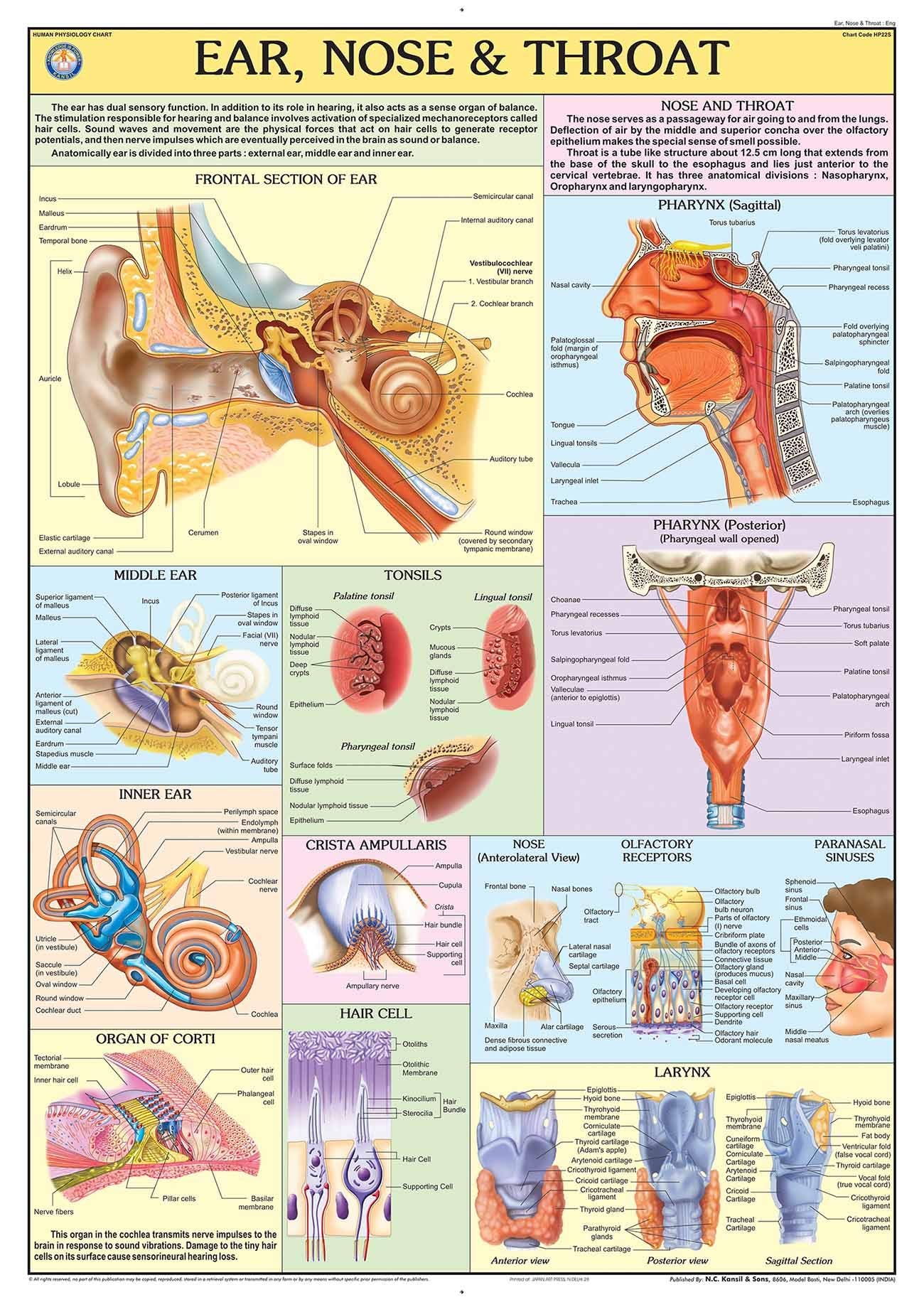Hp22S | Teachingnest | Ear, Nose, Throat Chart 70X100 Cm | English | Human Physiology Chart | Synthetic | Wall Sticking [Wall Ch