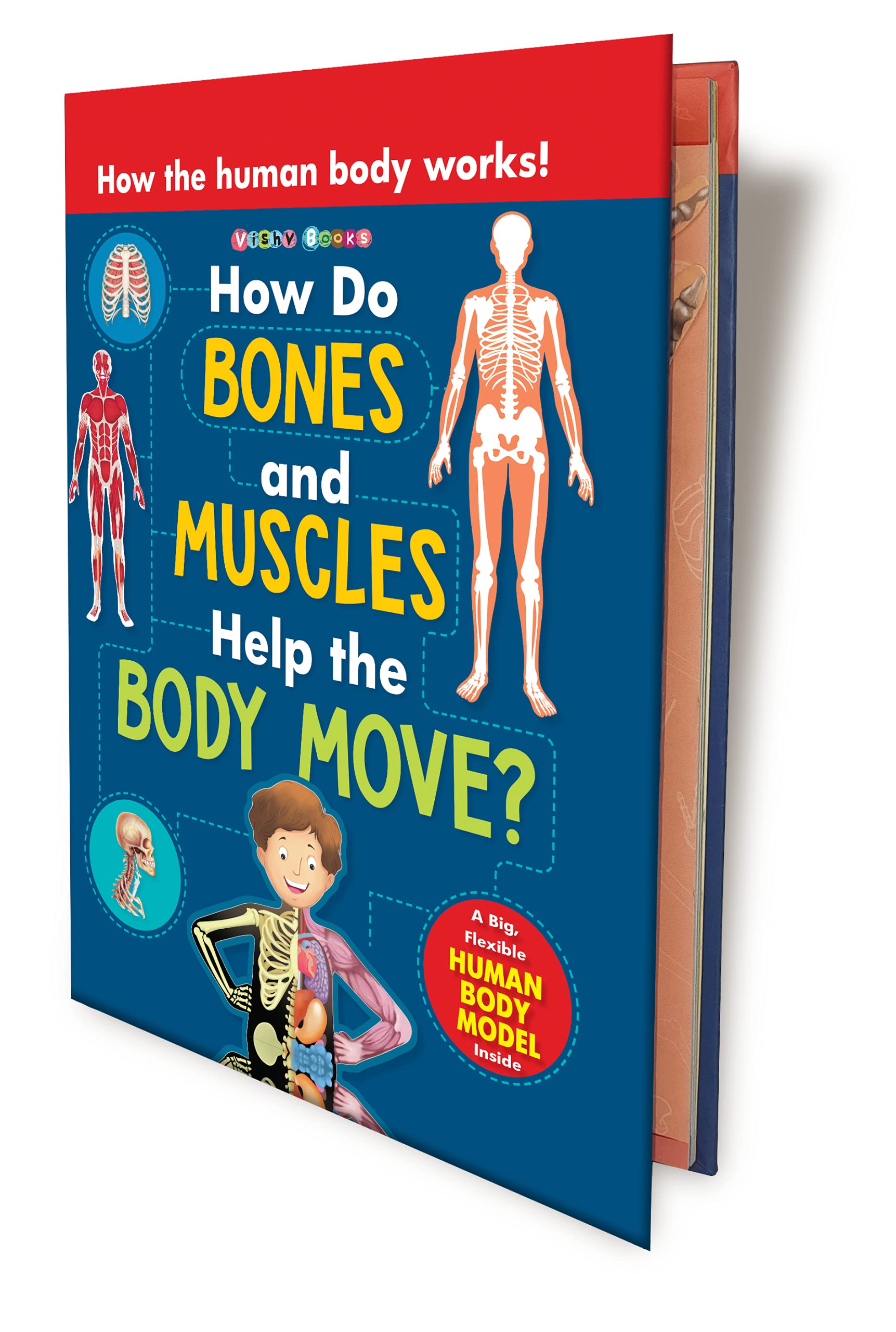 VISHV BOOKS | CONCEPT POPUP | HOW DO BONES AND MUSCLES HELP THE BODY MOVE? (Popup Books)