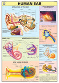 Hp07S | Teachingnest | Human Ear Chart 70X100 Cm | English | Human Physiology Chart | Synthetic | Wall Sticking [Wall Chart] Tea