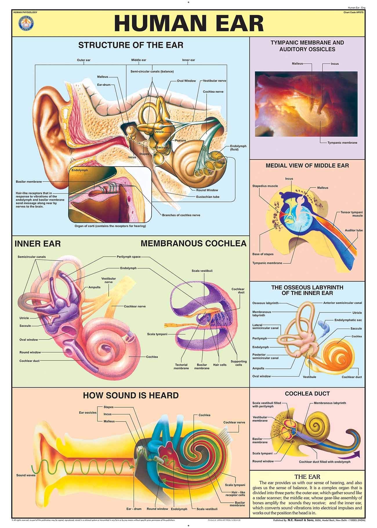 Hp07S | Teachingnest | Human Ear Chart 70X100 Cm | English | Human Physiology Chart | Synthetic | Wall Sticking [Wall Chart] Tea