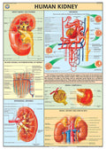 Hp19S | Teachingnest | Human Kidney Chart 70X100 Cm | English | Human Physiology Chart | Synthetic | Wall Sticking [Wall Chart] 