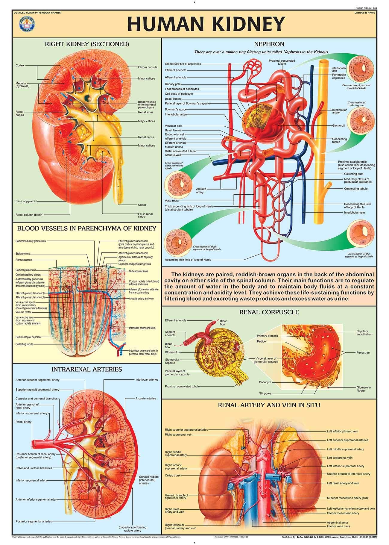 Hp19S | Teachingnest | Human Kidney Chart 70X100 Cm | English | Human Physiology Chart | Synthetic | Wall Sticking [Wall Chart] 