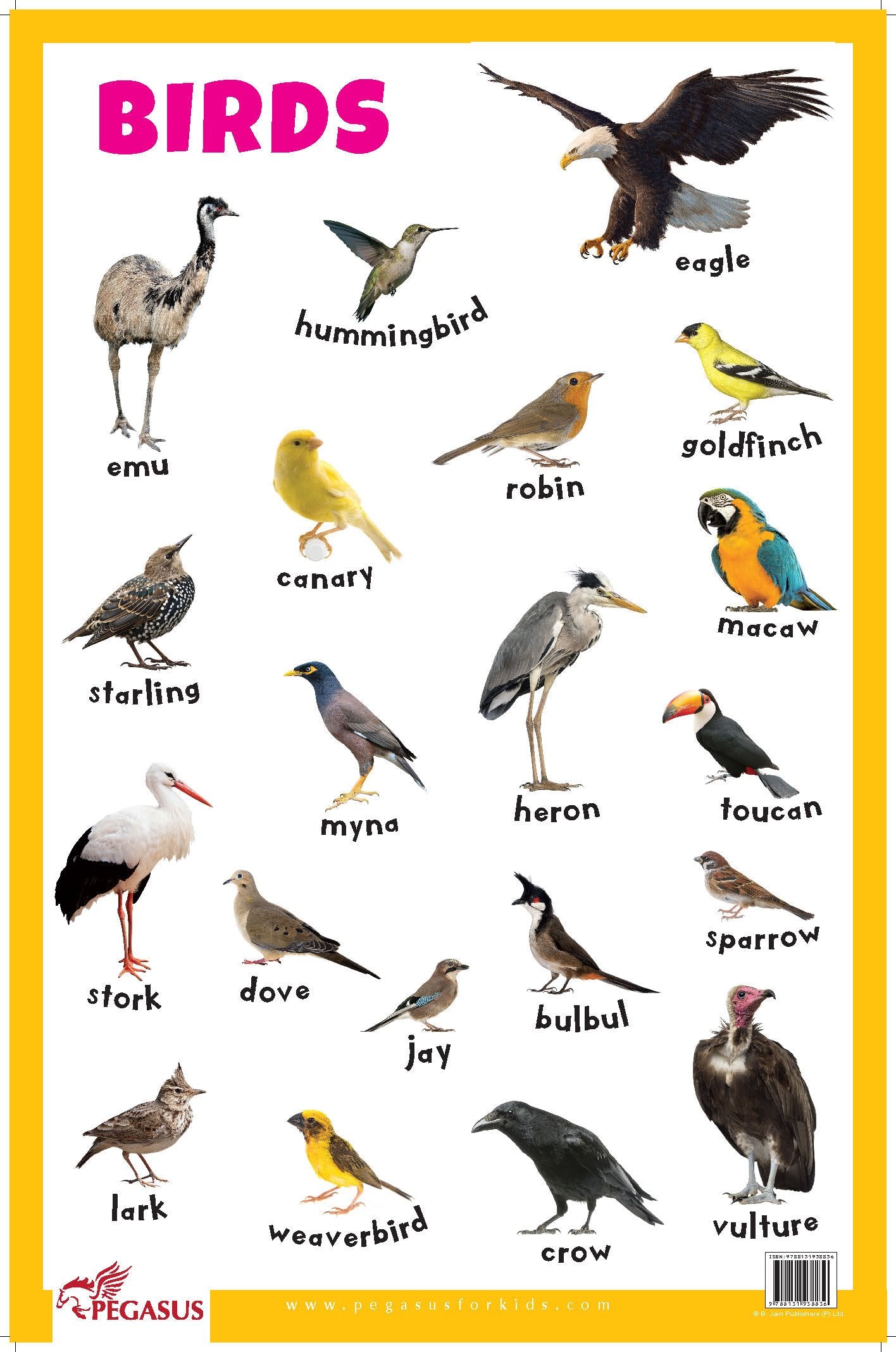 Birds  Thick Laminated Primary Chart