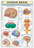 Hpm16 | Teachingnest | Human Brain Chart 70X100 Cm | English | Human Physiology Chart | Laminated | Wall Sticking Teachingnest A