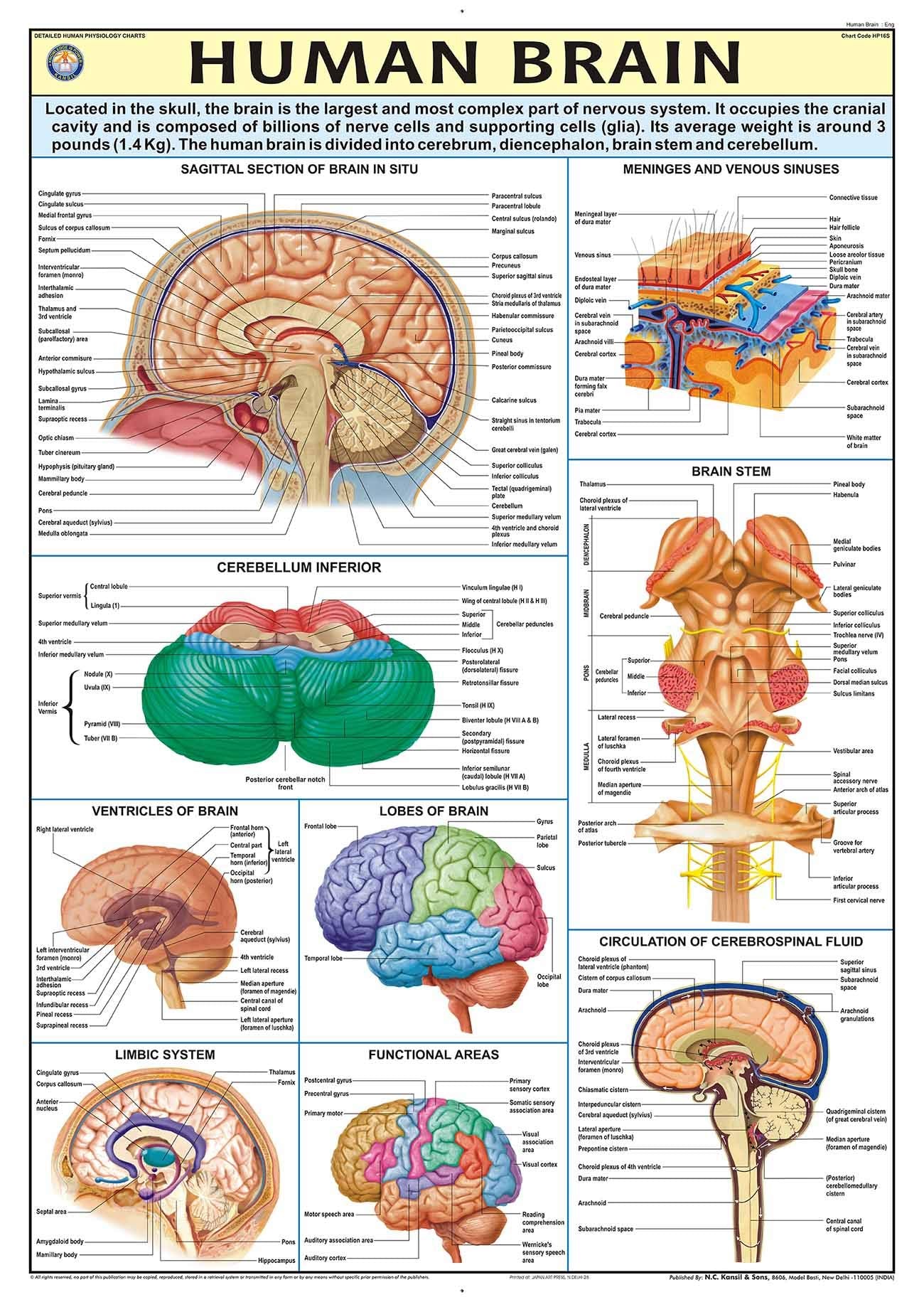 Hpm16 | Teachingnest | Human Brain Chart 70X100 Cm | English | Human Physiology Chart | Laminated | Wall Sticking Teachingnest A