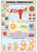 Hp14S | Teachingnest | Human Embryology Chart 70X100 Cm | English | Human Physiology Chart | Synthetic | Wall Sticking [Wall Cha