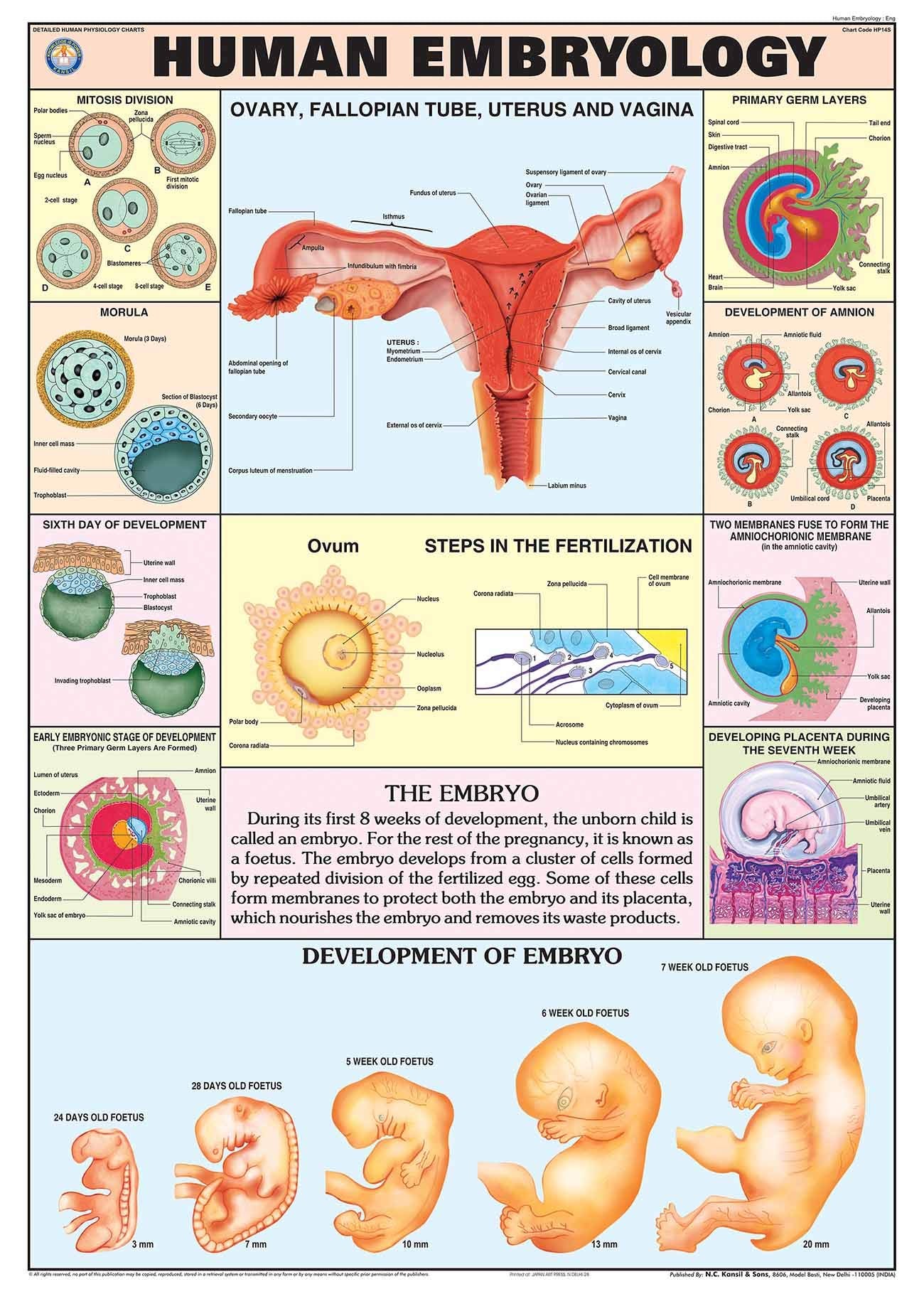 Hp14S | Teachingnest | Human Embryology Chart 70X100 Cm | English | Human Physiology Chart | Synthetic | Wall Sticking [Wall Cha