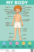 Charts: My Body Charts (Educational Charts for kids)