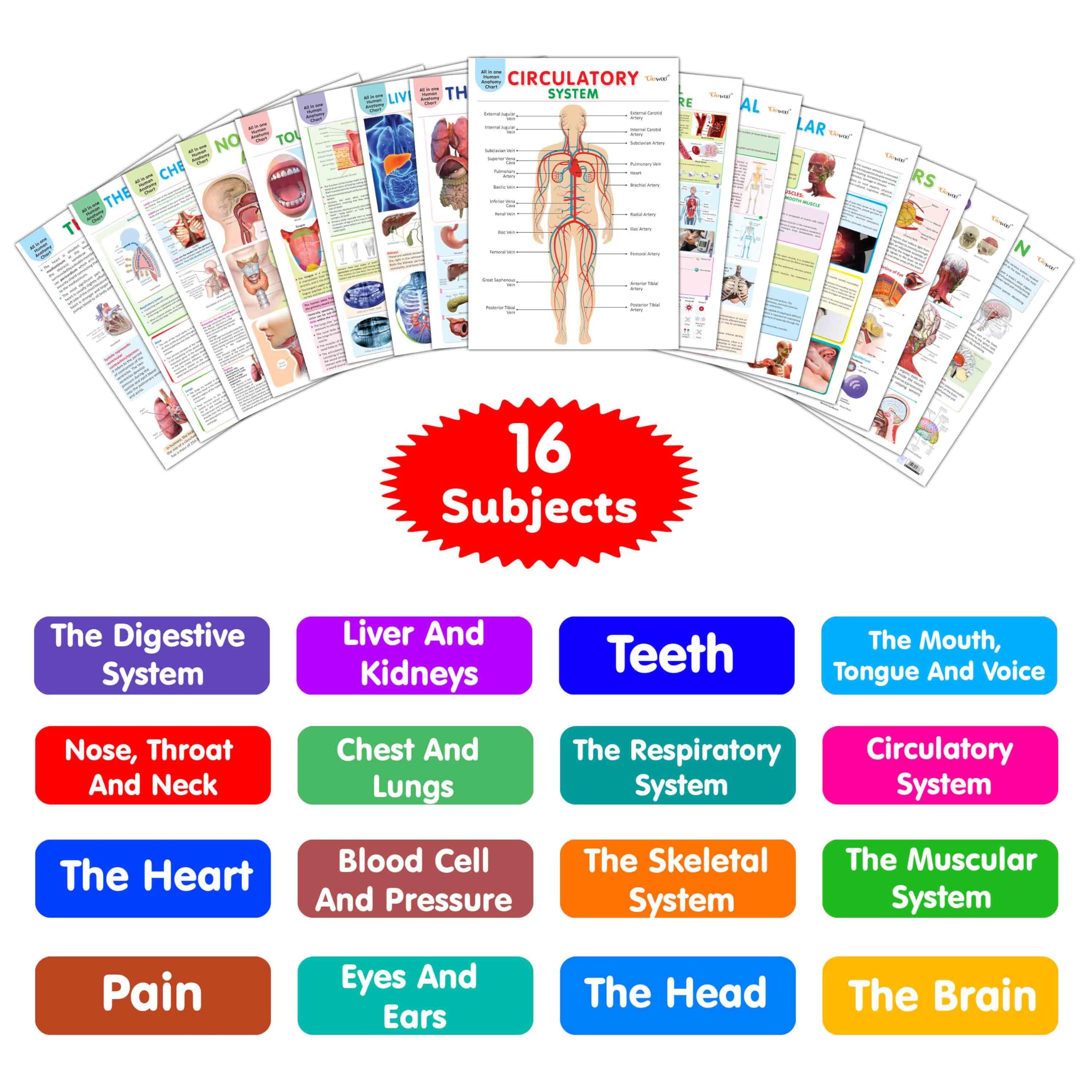 All in one Human Anatomy Chart : visual organs chart for children, organs names chart for kids, all in one human body chart, ci