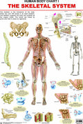 Skeletal System Laminated Educational Wall Chart | Kids Learning Poster | Colourful Illustrations, BothSide Laminated, TearRes