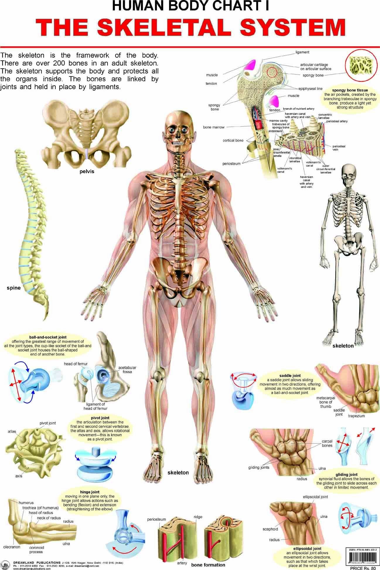 Skeletal System Laminated Educational Wall Chart | Kids Learning Poster | Colourful Illustrations, BothSide Laminated, TearRes