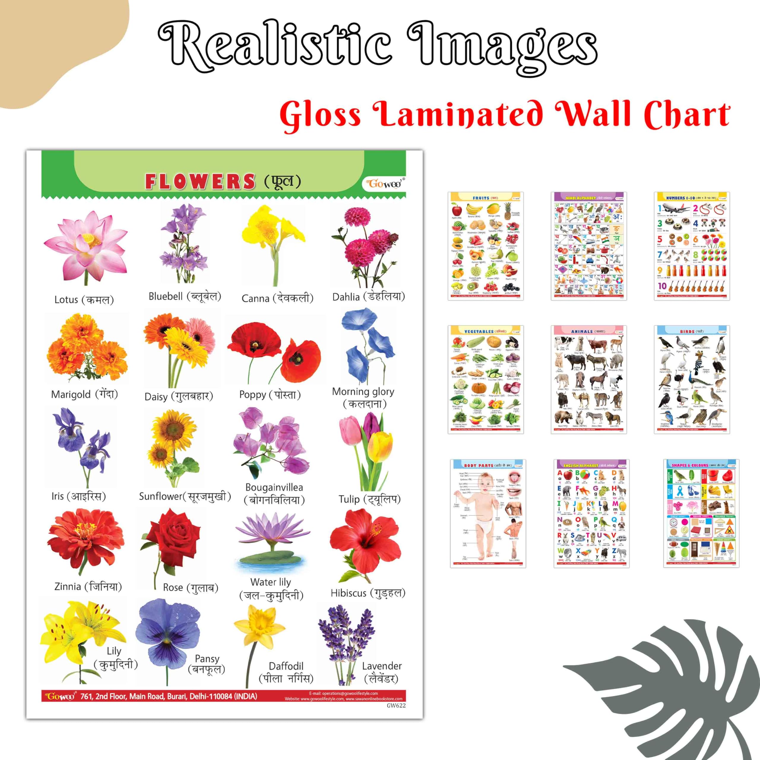 Colorful Educational Gloss laminated EnglishHindi Chart for Children:Alphabet, Fruits, Vegetables, Animals, Birds, Body Parts, 