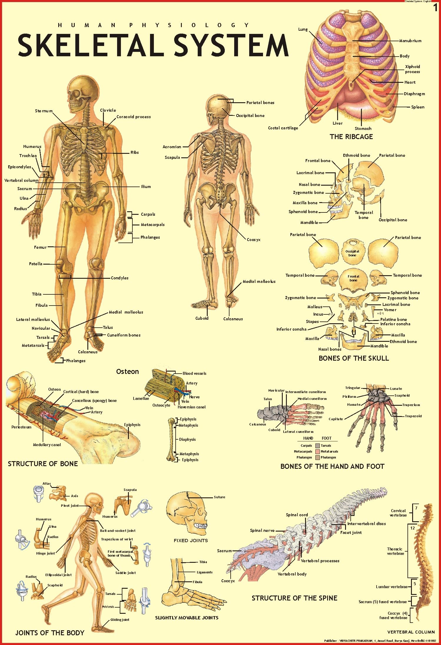 Human Skeleton Chart | 70 x 100 cm | Laminated Educational Wall Chart | Human Physiology Poster for Biology, Medical & Anatomy S