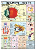 Hpm06 | Teachingnest | Eye Chart 70X100 Cm | English & Hindi Combined | Human Physiology Chart | Laminated | Wall Sticking [Wall