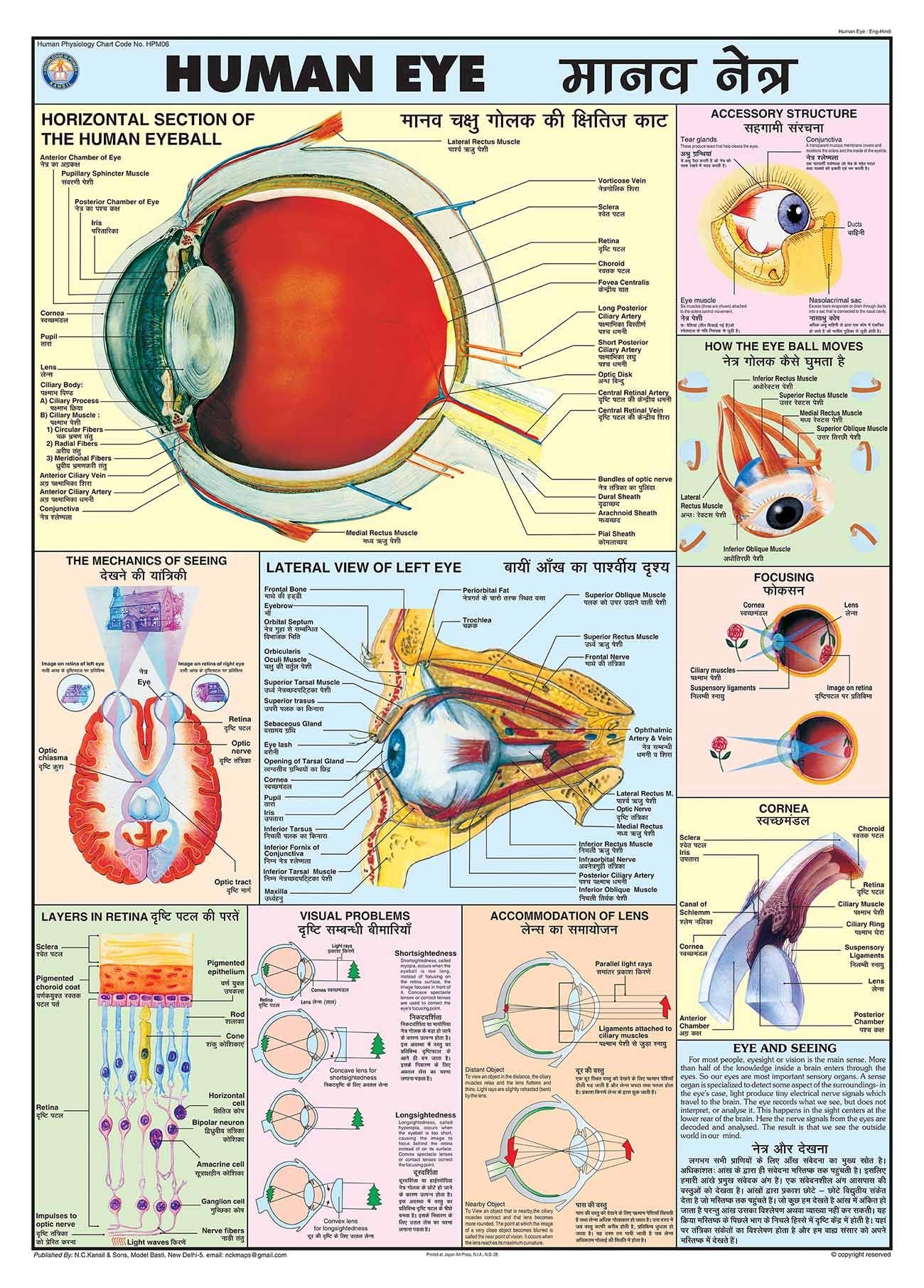 Hpm06 | Teachingnest | Eye Chart 70X100 Cm | English & Hindi Combined | Human Physiology Chart | Laminated | Wall Sticking [Wall