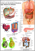 Human Liver, Gall Bladder & Pancreas Chart | 70x100 cm | Laminated Educational Wall Chart | Human Physiology Poster for Biology,