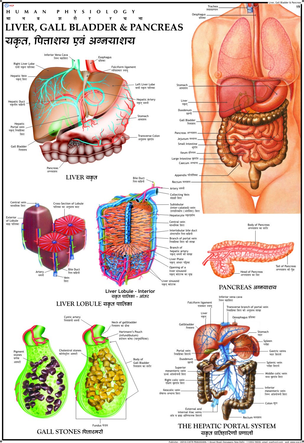Human Liver, Gall Bladder & Pancreas Chart | 70x100 cm | Laminated Educational Wall Chart | Human Physiology Poster for Biology,
