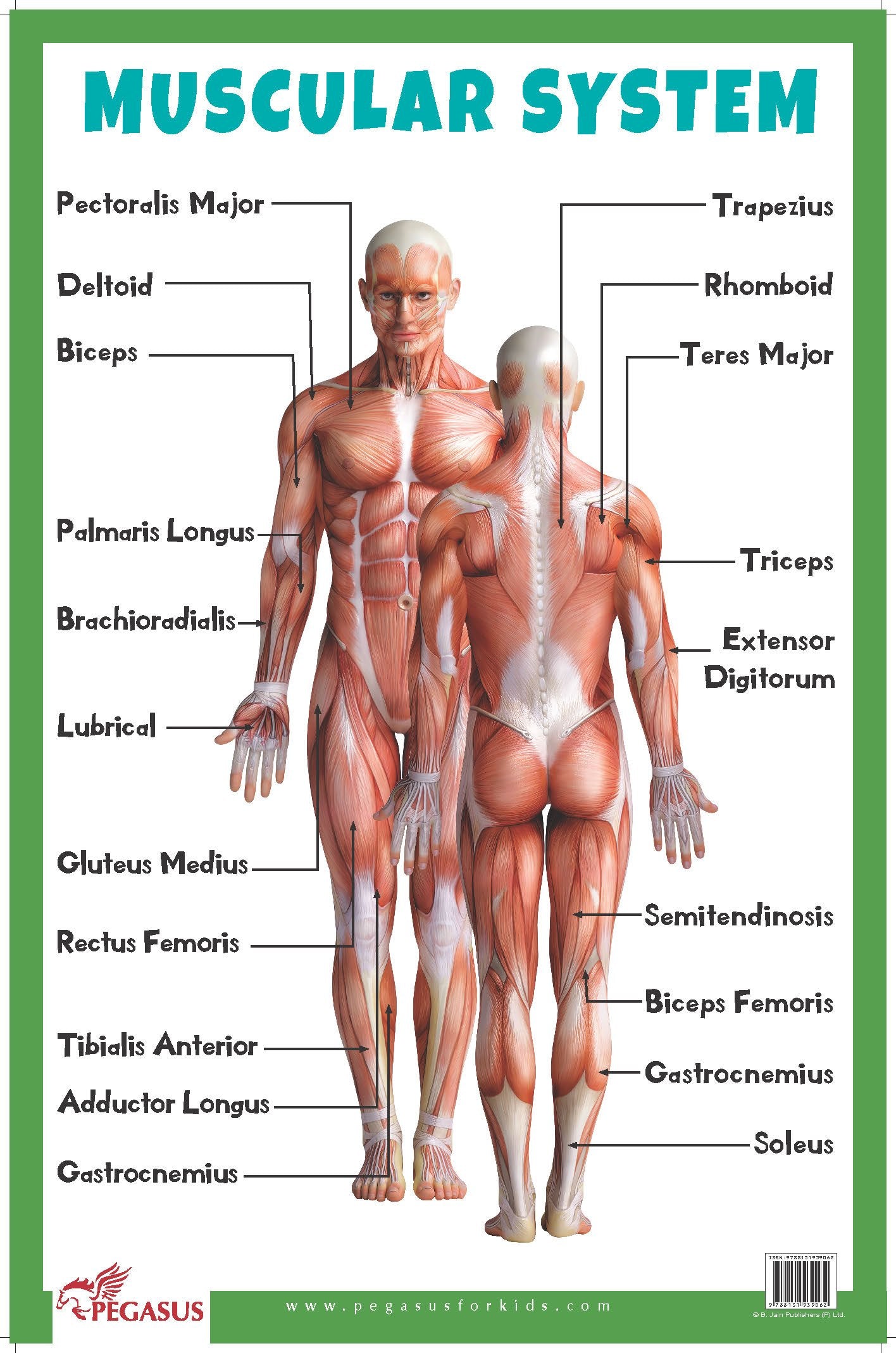 Muscular System  Thick Laminated Primary Chart: Human Body Charts