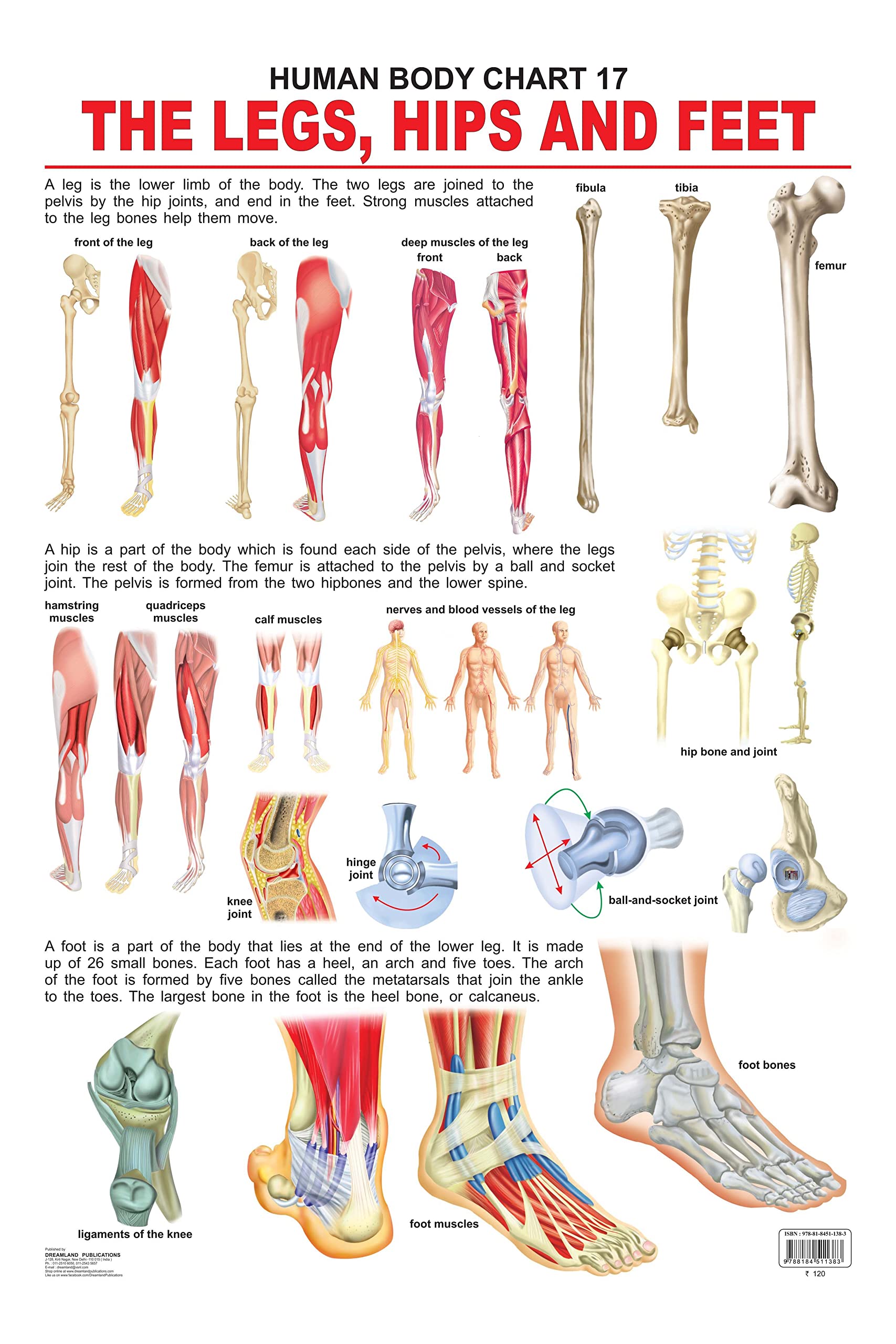 The Hips, Legs & Feet Educational Wall Chart For Kids  48 X 73 Cm, Colourful Laminated Learning Chart For Classroom, Preschool 