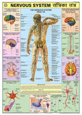 Hpm04 | Teachingnest | Nervous System Chart 70X100 Cm | English & Hindi Combined | Human Physiology Chart | Laminated | Wall Sti
