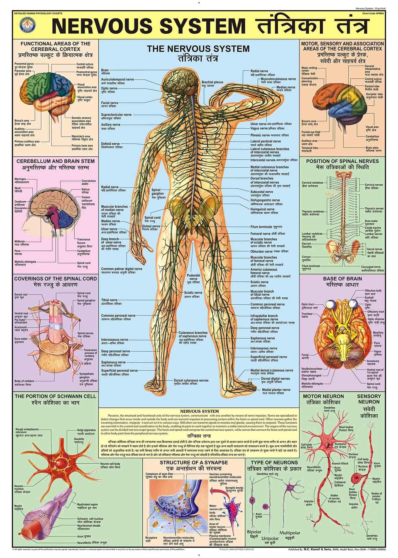 Hpm04 | Teachingnest | Nervous System Chart 70X100 Cm | English & Hindi Combined | Human Physiology Chart | Laminated | Wall Sti
